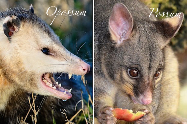 tl_files/auvisaru/images/Australian alphabet/Possum2.jpg